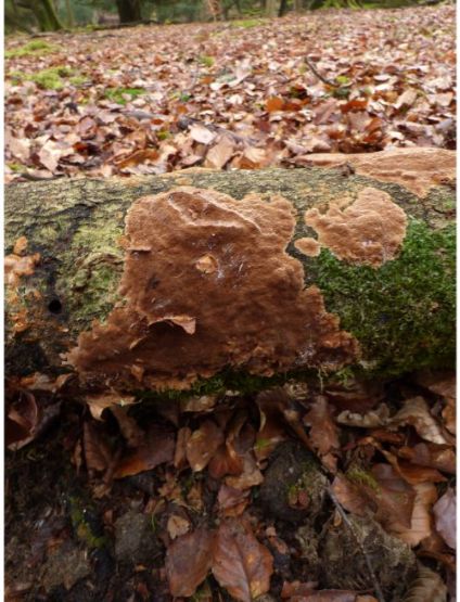 On beech in the New Forest, UK.